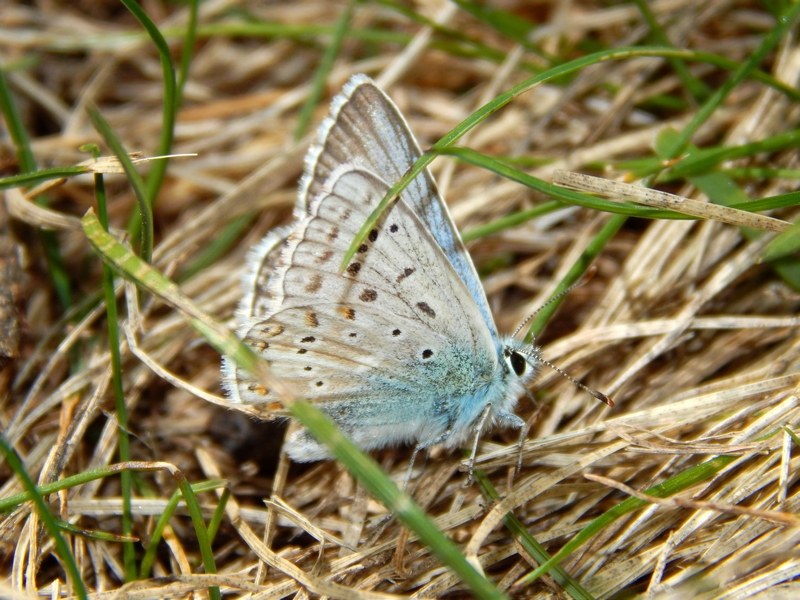 Polyommatus coridon? S
